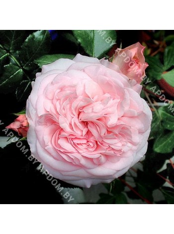 Роза Мария Терезия (Rosa Mariatheresia)