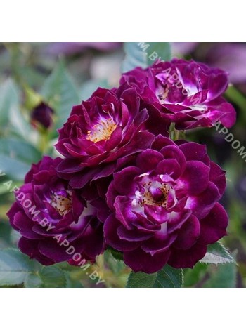 Роза Пепл Мини (Rosa Purple Minin)