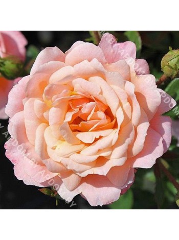 Роза Пич Клементин (Rosa Peach Clementine)