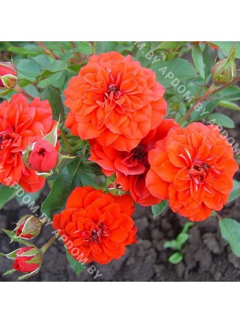 Роза Орандж Мини (Rosa Orange Mini)