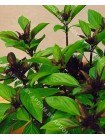 Базилик анисовый (Ocimum basilicum L.)