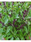 Базилик ванильный (Ocimum basilicum L.)