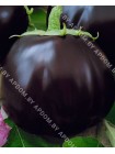 Баклажан Лаура (Solanum melongena L.)