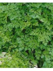 Кервель огородный (Anthriscus cerefolium)