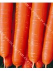 Морковь Амстердам (Daucus carota L.)