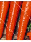 Морковь длинная красная без сердцевины (Daucus carota L.)