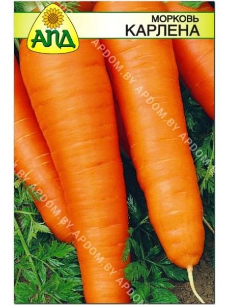 Морковь Карлена