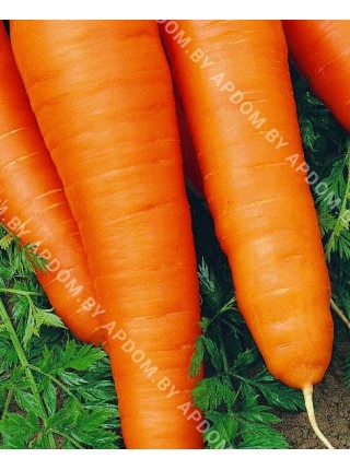 Морковь Карлена