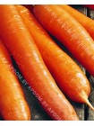 Морковь Каротина (Daucus carota L.)