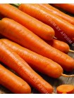 Морковь Наоми (Daucus carota L.)