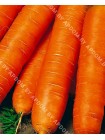 Морковь Перфекция (Daucus carota L.)