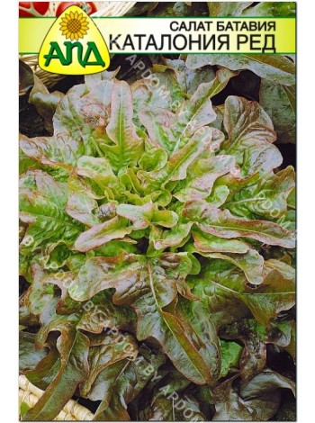 Салат батавия Каталония Ред (Lactuca sativa)