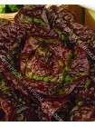 Салат кочанный Чудо 4-х сезонов (Lactuca sativa L.var.capitata)