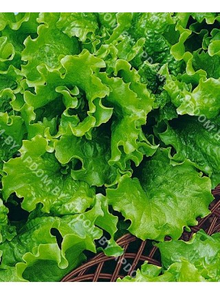 Салат листовой Грюнетта