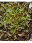 Салат листовой Ред Боул (Lactuca sativa)