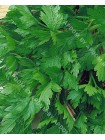 Сельдерей листовой (Apium graveolens L.var.secalinum)