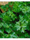 Сельдерей листовой Пикант (Apium graveolens L.var.secalinum)