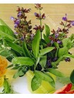 Шалфей лекарственный экстракта (Salvia officinalis)