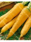 Морковь Жане де Добс (Daucus carota L.)