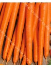 Морковь Император (Daucus carota L.)