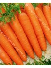 Морковь Император (Daucus carota L.)