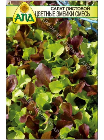 Салат листовой Цветные Змейки смесь (Lactuca sativa)