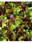 Салат листовой Цветные Змейки смесь (Lactuca sativa)