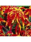 Амарант Перфекта (Amaranthus tricolor)