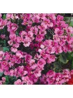 Арабис розовый (Arabis alpina grandiflora rosea)