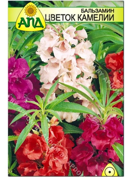 Бальзамин Цветок Камелии