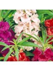 Бальзамин Цветок Камелии (Impatiens balsamina)