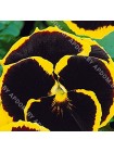 Виола Браниг (Viola x wittrockiana)