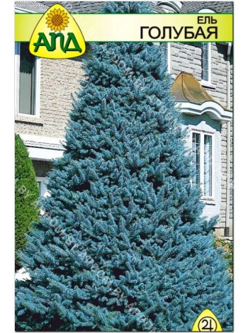 Ель голубая (Picea pungens glauca)
