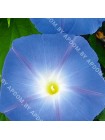 Ипомея Небесно-голубая (Ipomoea tricolor)