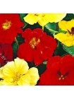 Настурция махровая вьющаяся (Tropaeolum majus)