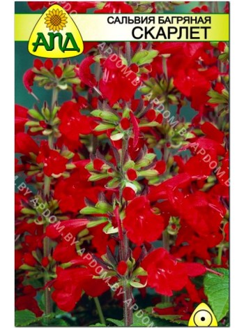 Сальвия багряная Скарлет (Salvia coccinea)