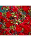 Сальвия багряная Скарлет (Salvia coccinea)